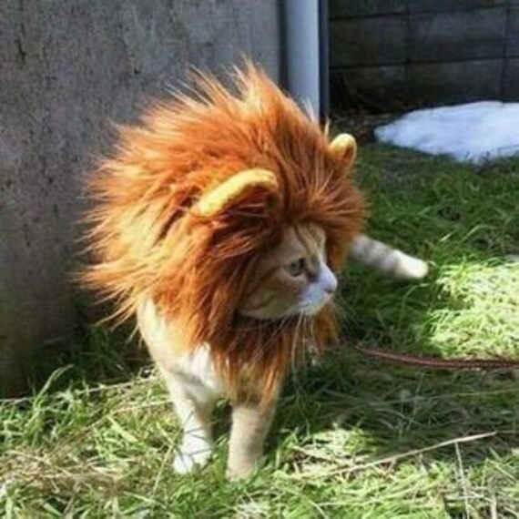 Cats In Lion Costumes