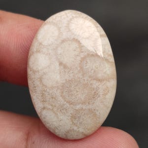 May include: A white oval cabochon gemstone with a fossilized coral pattern. The stone has a smooth, polished surface and a light brown color.