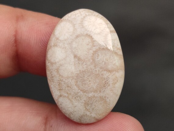 Natural Fossil Coral Cabochon, Fossil Coral Gemstones, Fossilized Coral Cabochon, 19 CTS, 23x18x4 MM.