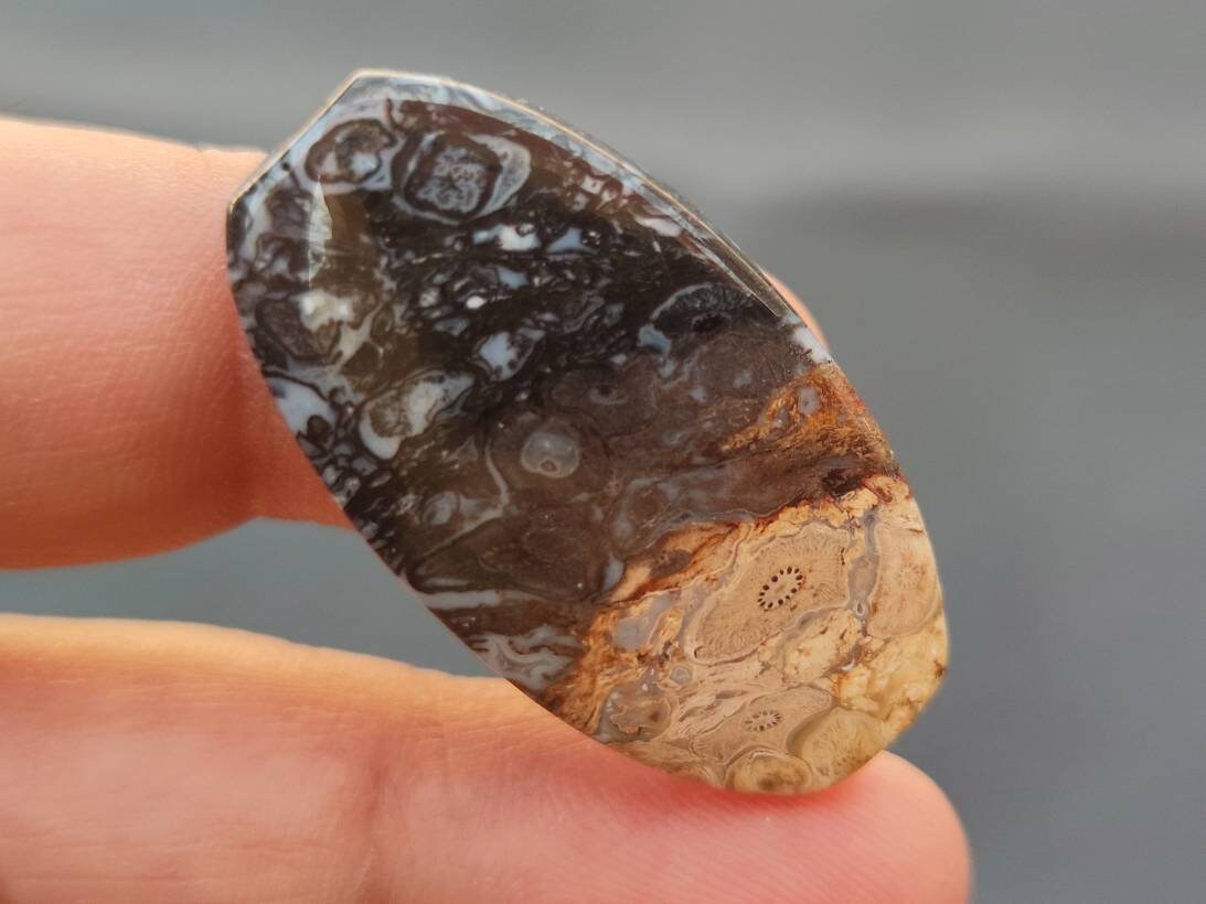 Natural Petrified Palm Wood Fossil Cabochon Agatized Etsy