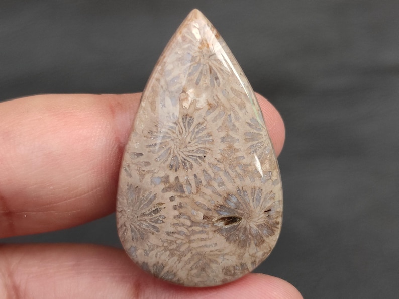 Puede incluir: Una gema pulida en forma de l&aacute;grima. La piedra presenta un patr&oacute;n beige y marr&oacute;n que recuerda al coral fosilizado. El intrincado dise&ntilde;o presenta patrones circulares y lineales, creando una textura &uacute;nica. La gema es sostenida por una mano.