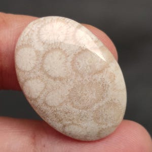May include: A white and beige oval-shaped fossilized coral cabochon with a polished surface. The coral has a unique pattern of circular shapes.