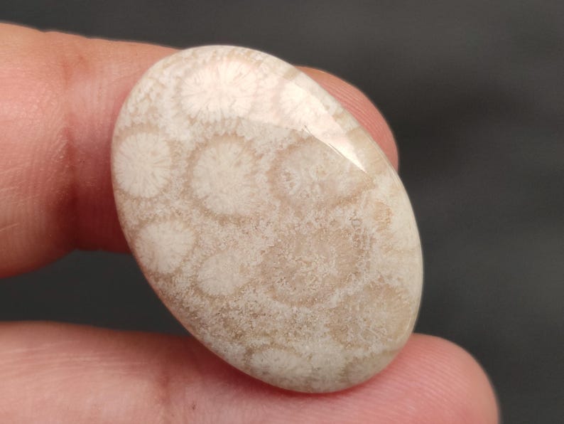 May include: A white and beige oval-shaped fossilized coral cabochon with a polished surface. The coral has a unique pattern of circular shapes.