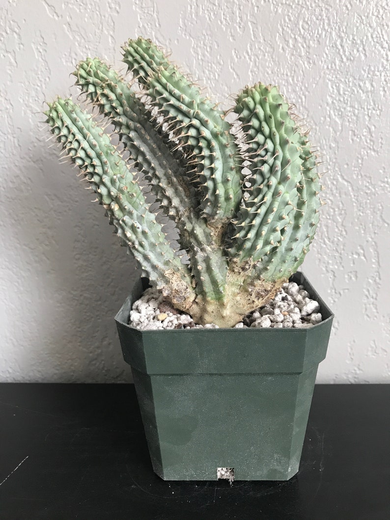 Buying Hoodia