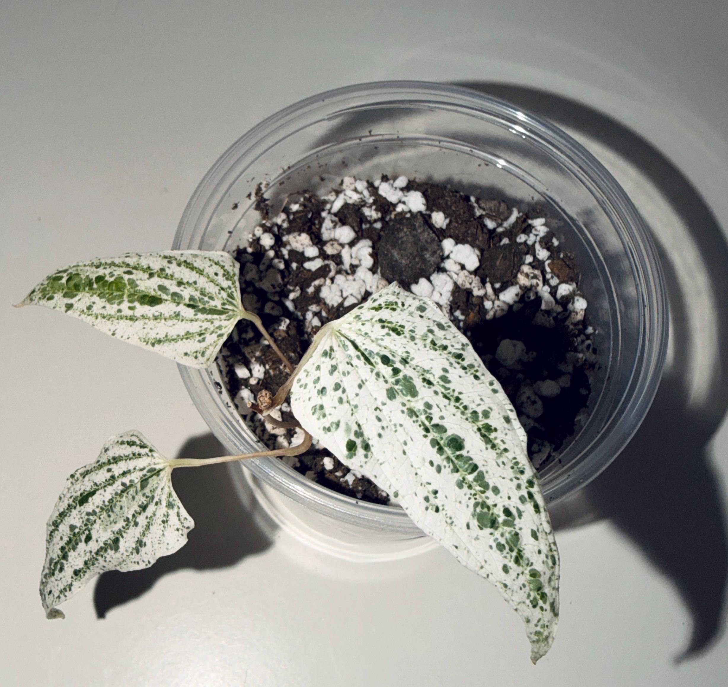 Dioscorea - Etsy