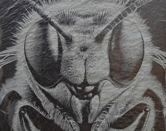 Bee Buggy Eyed Bee  Slate Laser Engraved