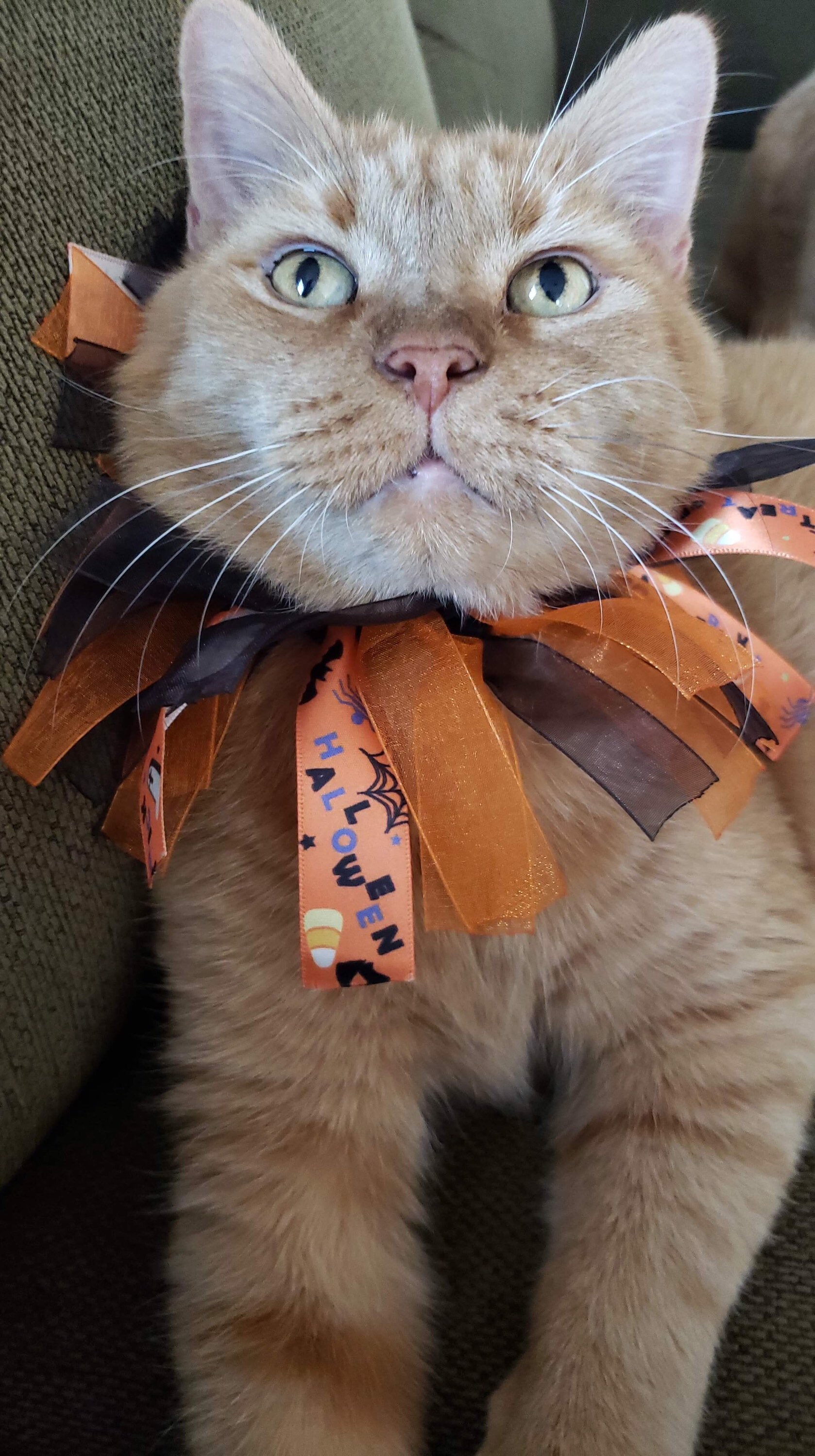 Fun Halloween Cat Collar | Etsy