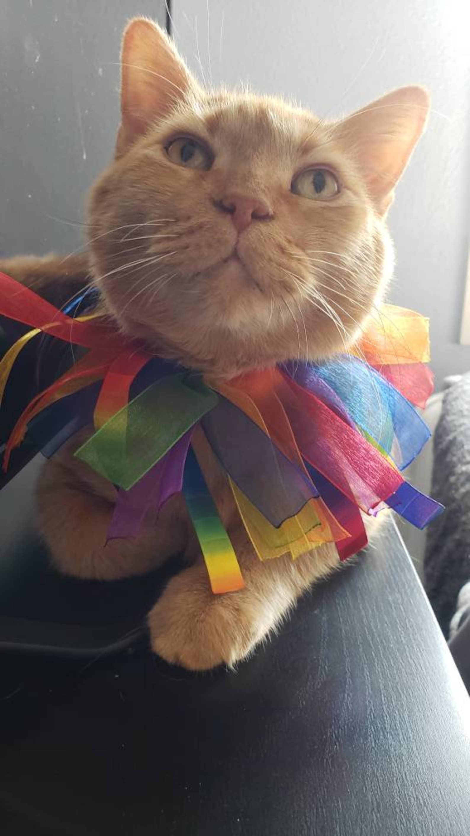 Rainbow Cat Collar Etsy