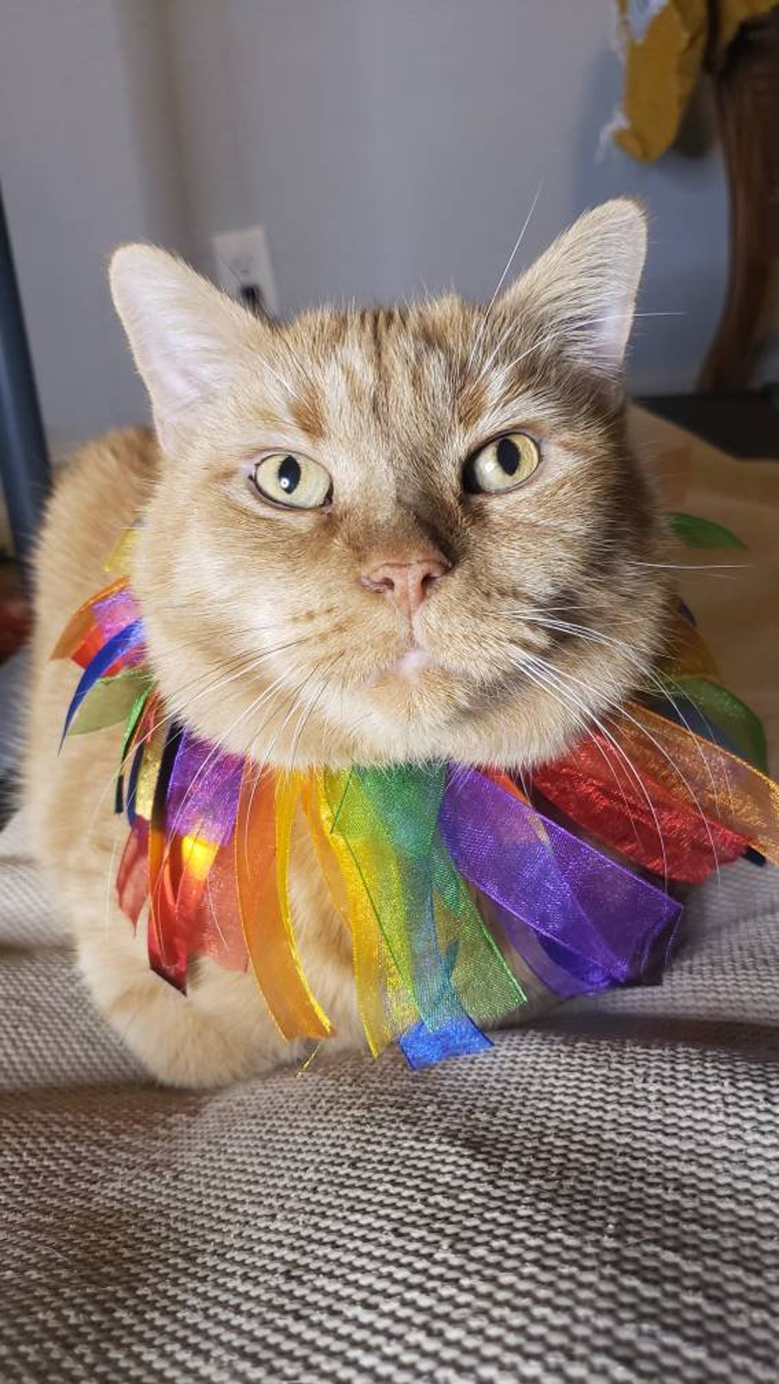 Rainbow Cat Collar Etsy