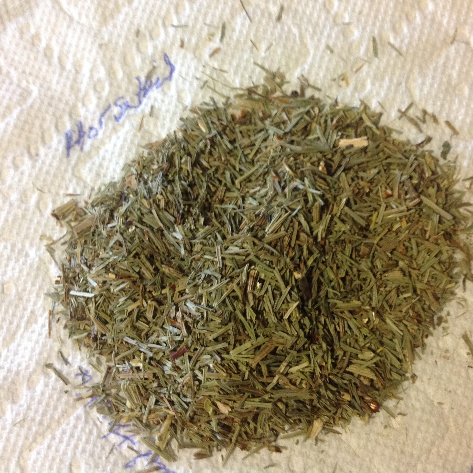 Shave Grass or Horsetail Etsy