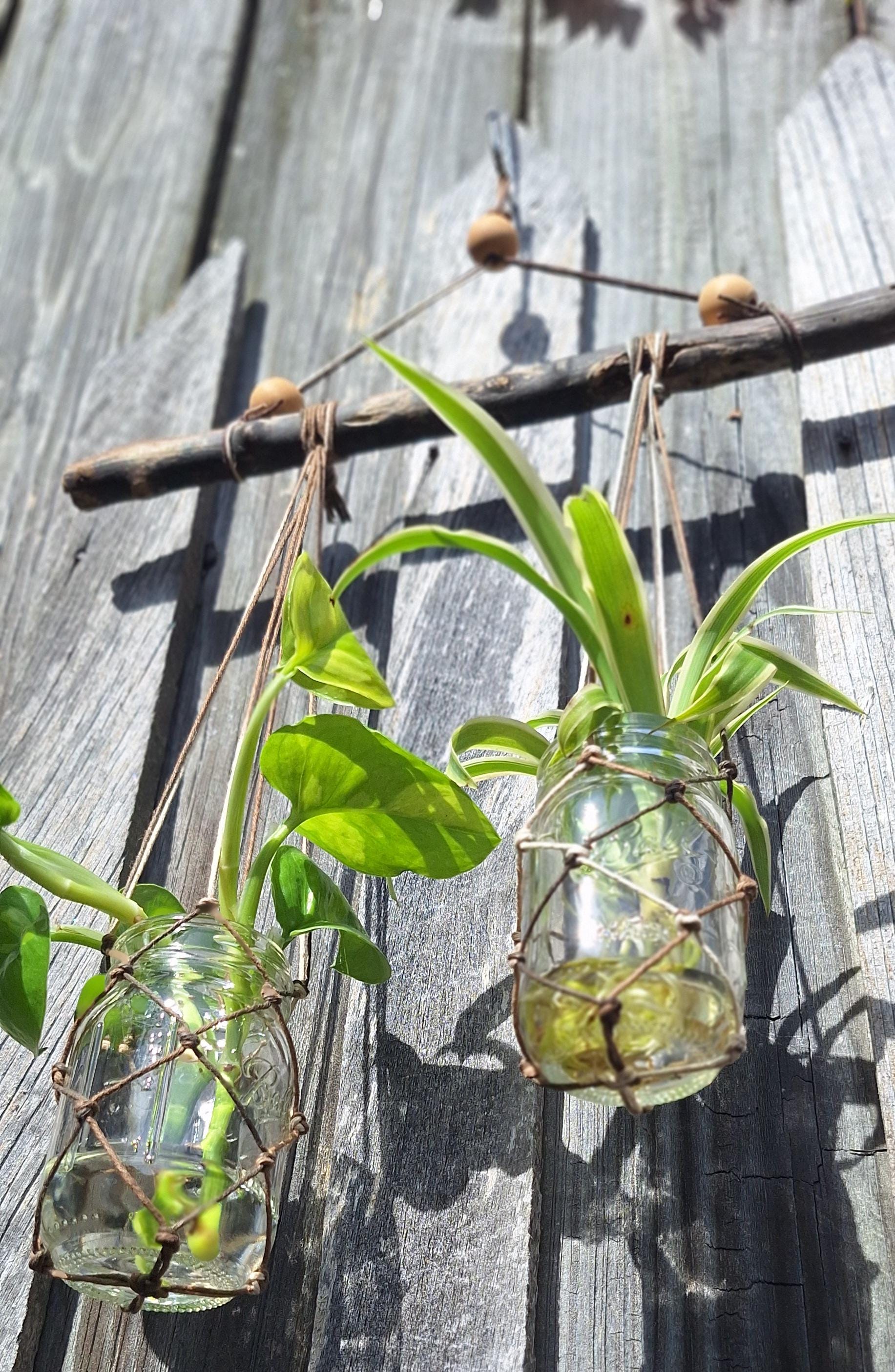 Macrame Rope Freshwater Driftwood Propagation Station Vase 2 Ball Mini ...