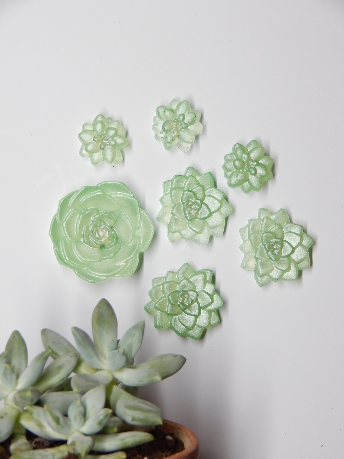 Green Succulent Succulents Cute Kitchen Etsy