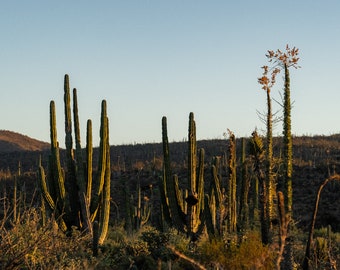 Baja Cactus Print (Wall Art)