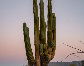 Big Cactus Baja Desert Print (Wall Art)