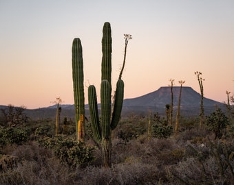 Cactus Photo Baja Print (Wall Art)