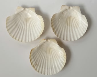 深海ウニ 51mm（Stereocidaris granularis）商品番号5 - Etsy 日本