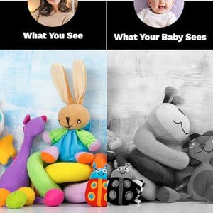 Puede incluir: Una comparaci&oacute;n de c&oacute;mo los adultos y los beb&eacute;s ven el mundo. El lado izquierdo muestra una variedad colorida de juguetes de peluche, incluyendo un conejito, una mariquita y una oruga. El lado derecho muestra los mismos juguetes en escala de grises, representando c&oacute;mo un beb&eacute; podr&iacute;a verlos.