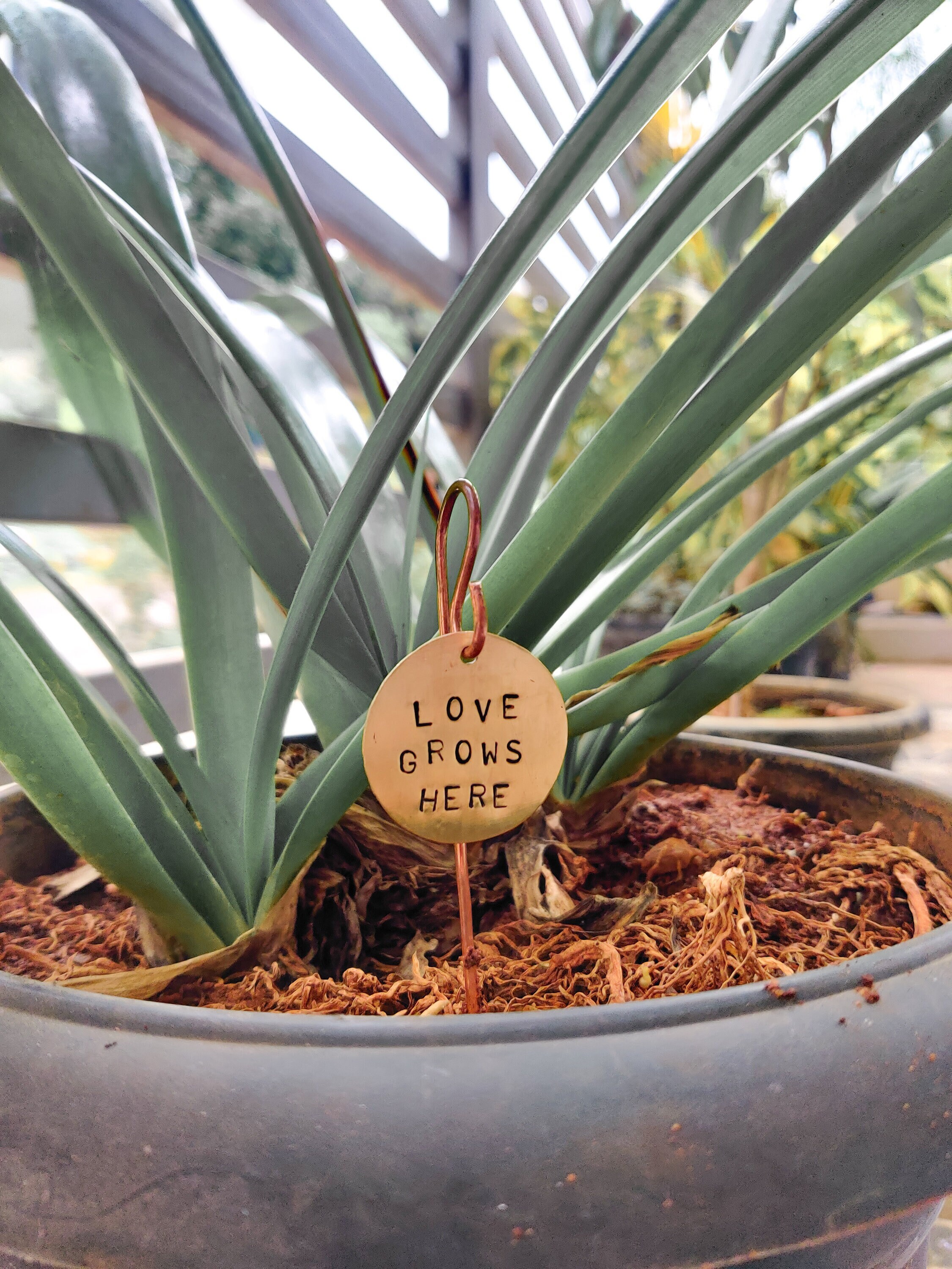 Étiquettes de Plantes en Laiton Personnalisées | Des Enjeux L'usine Marqueurs d'usine Personnalisés