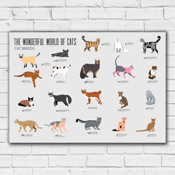 本256／洋書　図鑑　all the World's Cat Breeds 本256／洋書 図鑑 all the World's Cat Breeds
