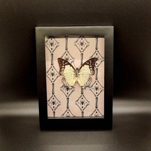 Butterfly Shadowbox