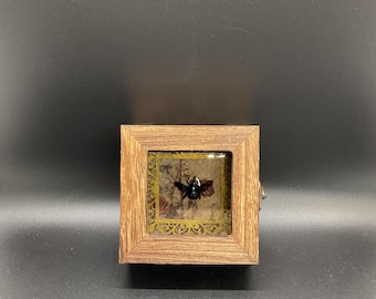 Real Bee in Resin Shadowbox