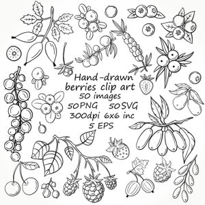 Ensemble de 50 baies dessinées à la main, clipart de baies PNG, clipart de baies SVG, clipart de baies doodle, téléchargement de baies, Blackberry, clipart de framboise.