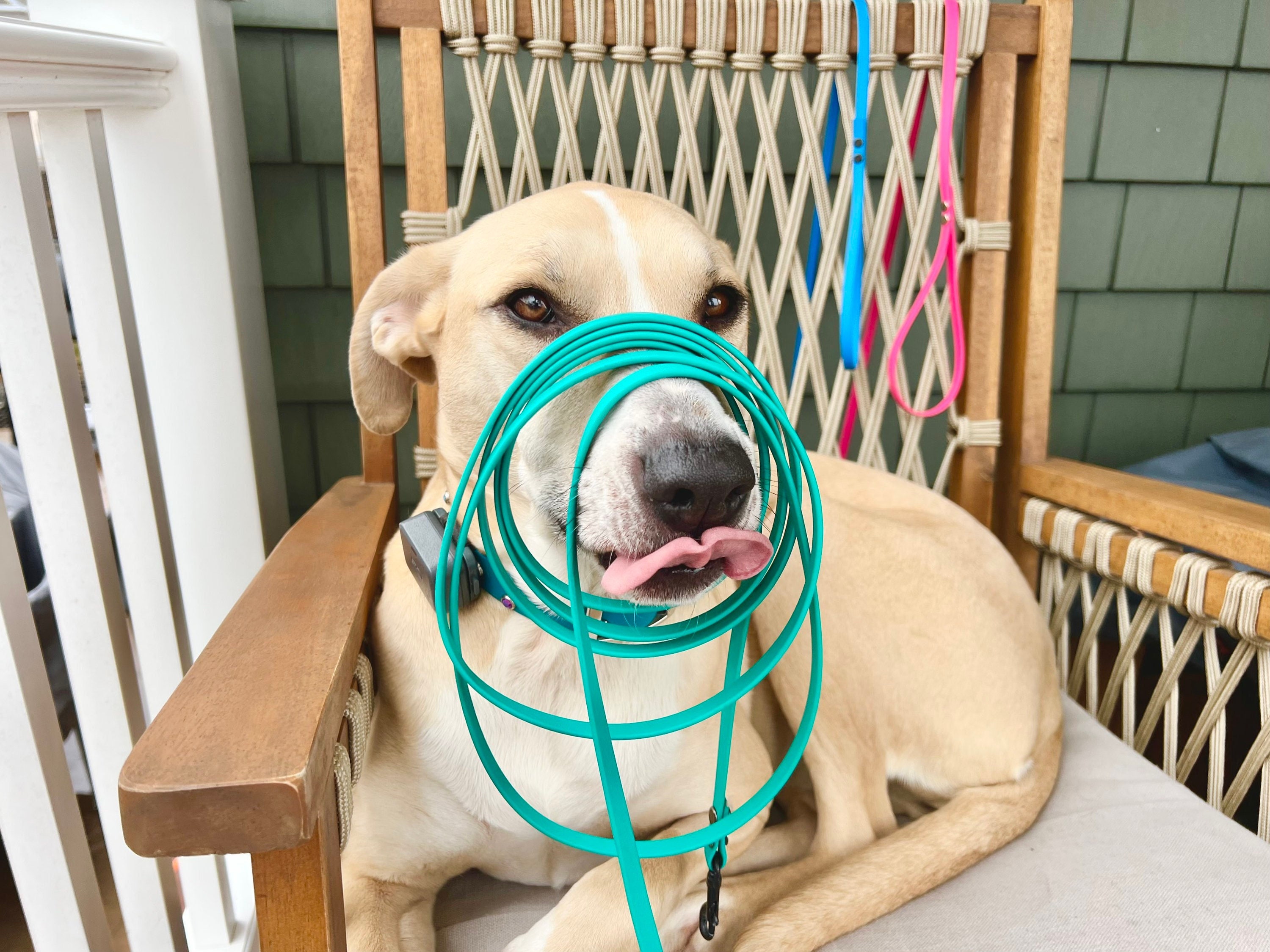 Nosework leashes sales