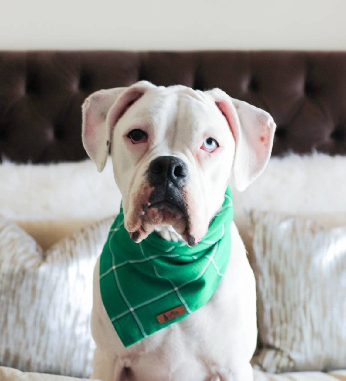 Dog Bandana cloverdale in Kelly Green Cotton Blend Etsy