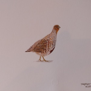 May include: Watercolor painting of a brown and gray bird with a white background. The bird is facing right and has a small, pointed beak. The painting is signed "Freddy Hopper" and dated "© 2017".
