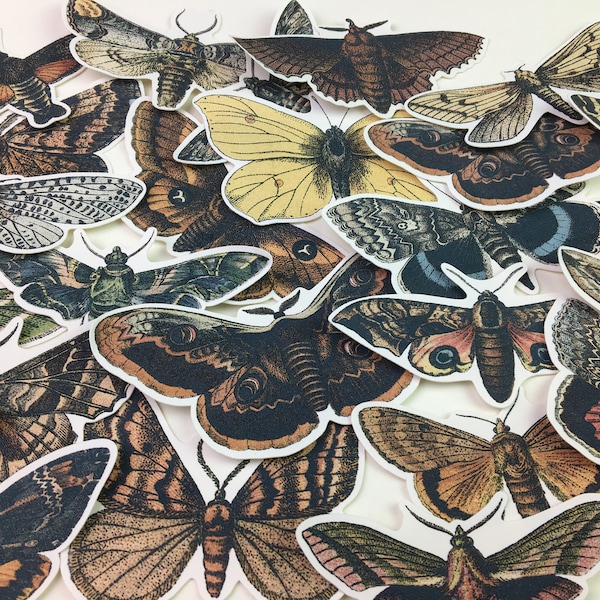 Moth Paper Stickers Set  #729