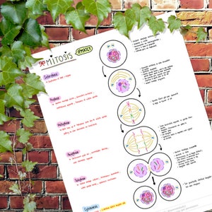 Anatomy and Physiology : MITOSIS