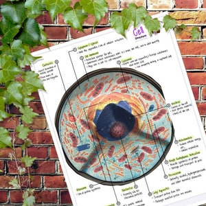 Anatomy and Physiology : Cell Structure Model