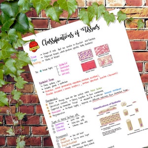 以下が含まれることがあります： 「組織の分類」と題された手書きの教育用チャートで、詳細なメモと図が含まれています。チャートには、組織の種類、特性、配置に関する情報が含まれています。背景は、緑の葉のあるレンガの壁です。