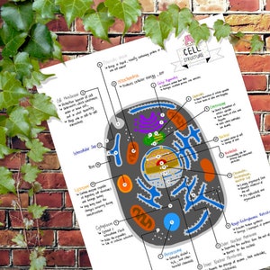 Anatomy and Physiology : Cell Structure Drawing