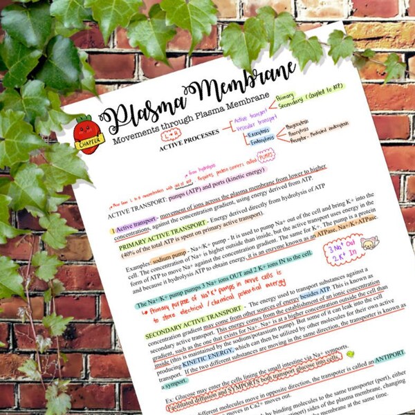 Anatomy and Physiology : Plasma Membrane Active Movement