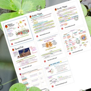 Bundle Anatomia e Fisiologia (Set 03)