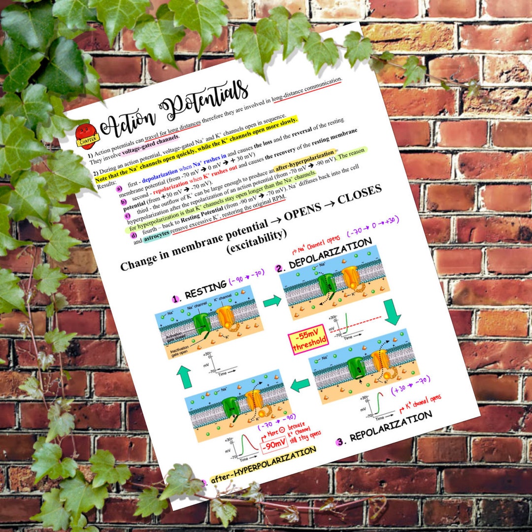Anatomy and Physiology : the Nervous System (action Potentials) - Etsy