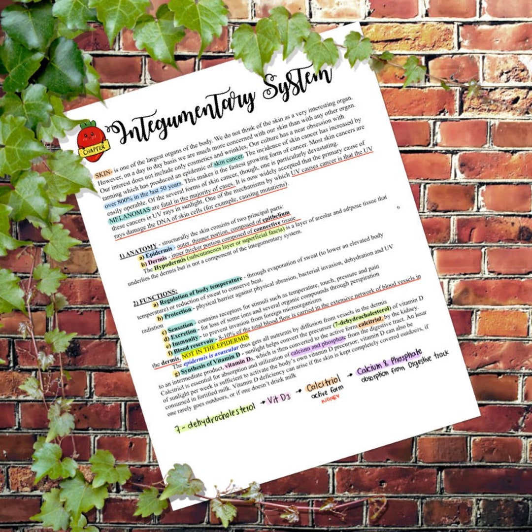 Anatomy and Physiology : Integumentary System - Etsy