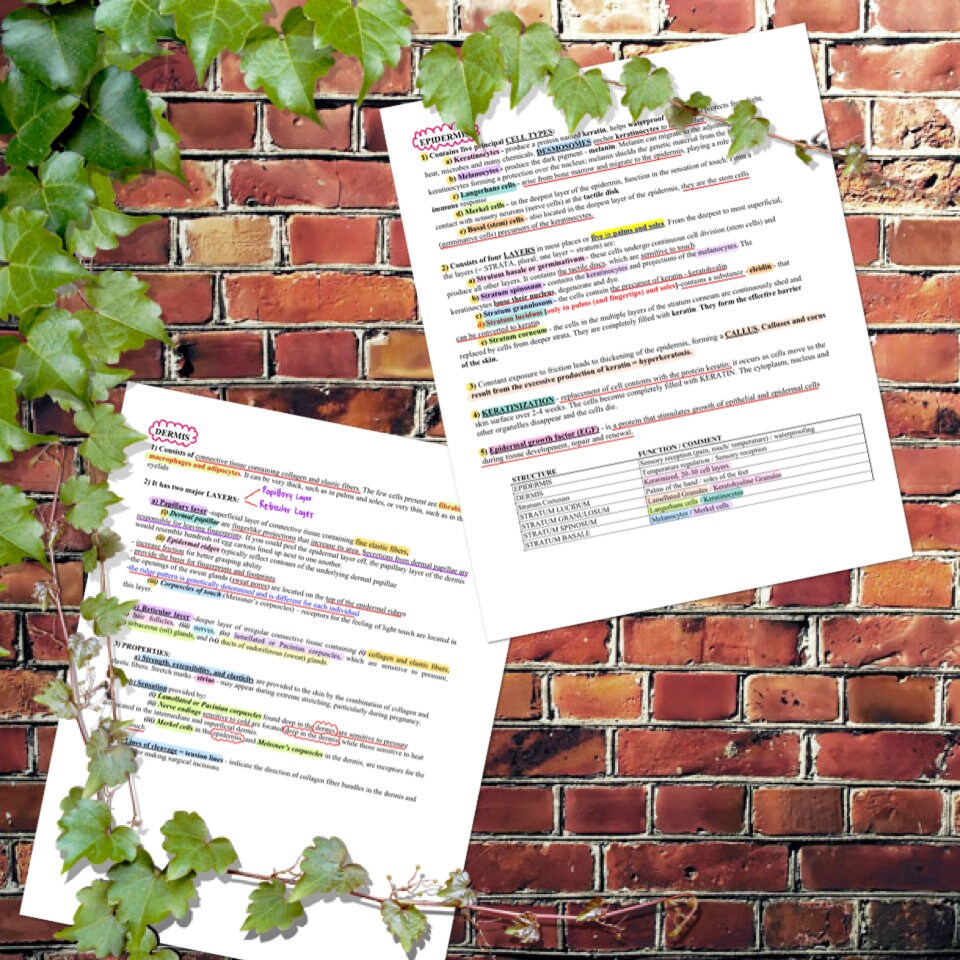 Anatomy and Physiology : Integumentary System - Etsy