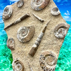 Ancient Ammonite Orthoceras Fossil Mortality Plate Relic Specimen Museum Quality
