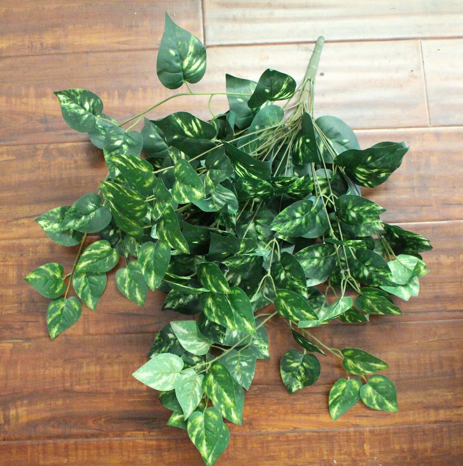 Pothos Pflanze Teufel Sivy hängen Bush Haus Hochzeit Etsy