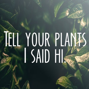 Plants Decal, Tell Your Plants I Said Hi, Car Decal, Window Decal, Laptop Decal, Custom Decals, Personalized Decals, Wife Decal, Vinyl Decal