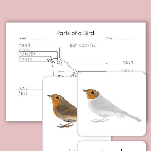 Montessori 3 Part Karten - Teile eines Vogels