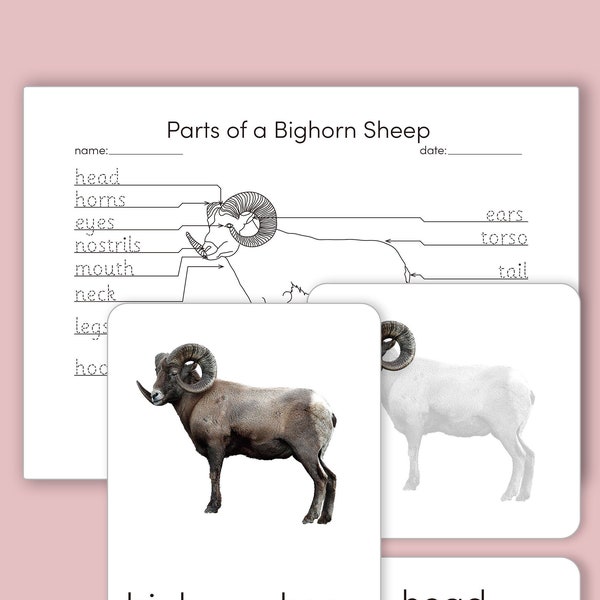 Montessori 3 Part Cards - Parts of a Bighorn Sheep