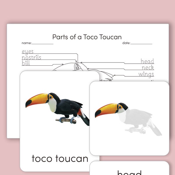 Montessori 3 Part Cards- Parts of a Toco Toucan