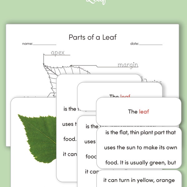 Montessori 3 Part Cards and Definition Cards - Parts of the leaf