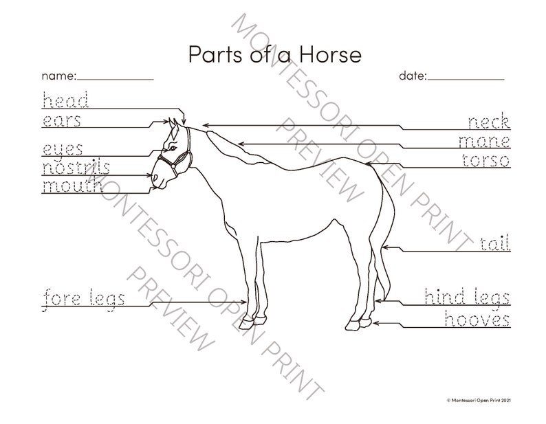 Montessori 3 Part Cards Parts of a Horse - Etsy