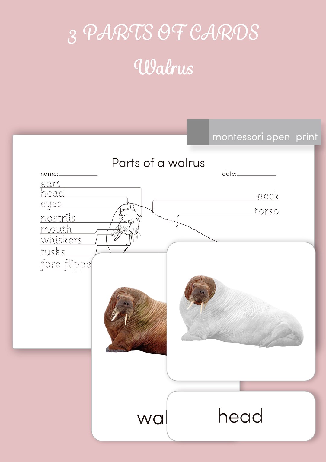 Montessori 3 Part Cards Parts of a Walrus - Etsy