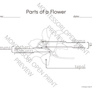 Montessori 3 Part Cards and Definitions Parts of the Monocot - Etsy Canada