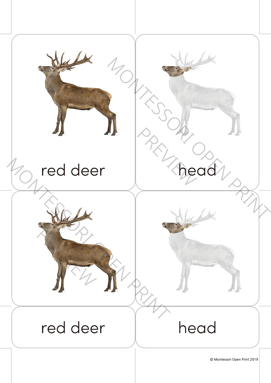 Montessori 3 Part Cards Parts of a Red Deer Etsy